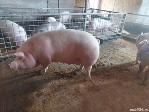 Porci de vânzare crescuți în gospodărie  - imagine 3