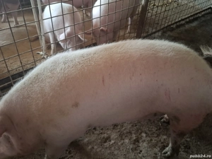 Porci de vânzare crescuți în gospodărie  - imagine 4