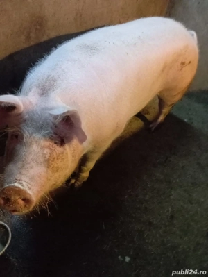 pt Craciun in Teleorman 