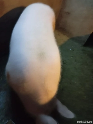 pt Crăciun  - imagine 3