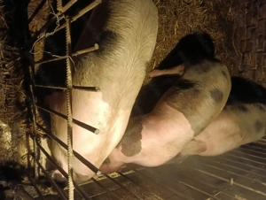 De vanzare porci Petreni