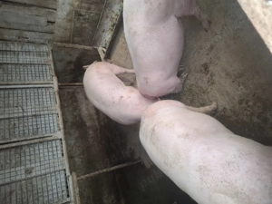 Vind porc marele alb - imagine 2