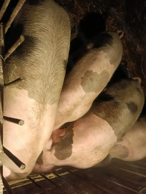 De vanzare porci Petreni - imagine 2