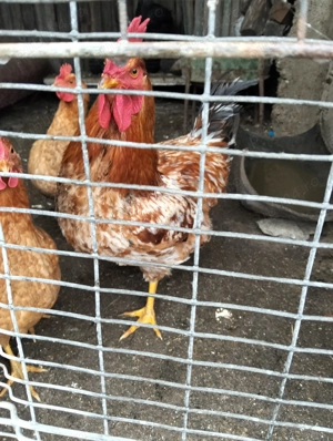 Păsări, cocoși  - imagine 2