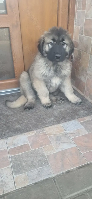 Ciobănesc caucazian 