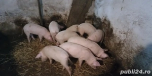 Purcei landras  - imagine 2