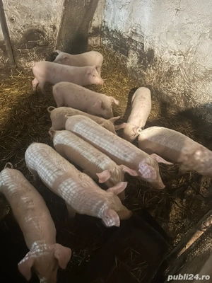 Purcei landras  - imagine 3