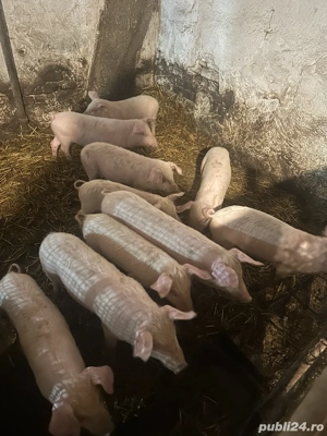 Purcei landras  - imagine 4