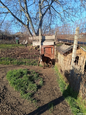 boxer mascul  - imagine 2