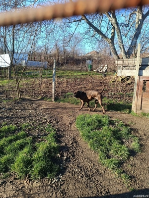 boxer mascul  - imagine 3