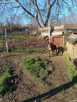 boxer mascul  - imagine 4