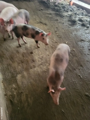 Vand 3 grasuni pietrani 35 kg - imagine 3