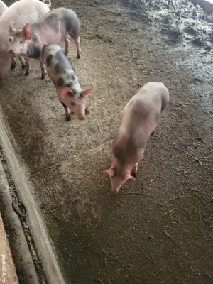 Vand 3 grasuni pietrani 35 kg - imagine 2