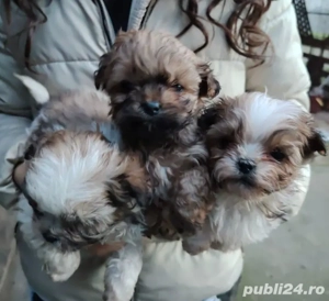 Căței schitzu  - imagine 2