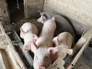 Vand porc BIO - imagine 3