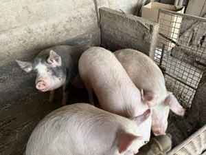 Vand porc BIO - imagine 2