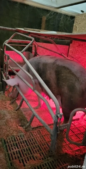 Scroafa cu 5 purcei - imagine 2