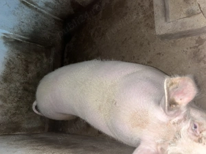 Vând 2 porci !!! - imagine 3