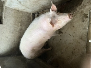 Vând 2 porci !!! - imagine 5