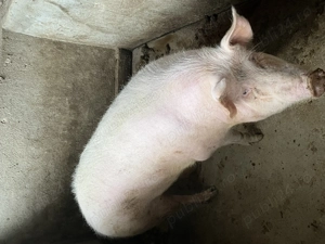 Vând 2 porci !!! - imagine 4