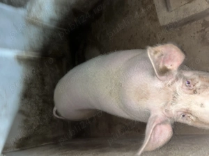 Vând 2 porci !!! - imagine 2