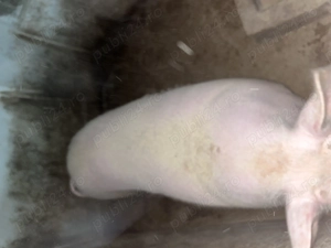 Vând 2 porci !!!