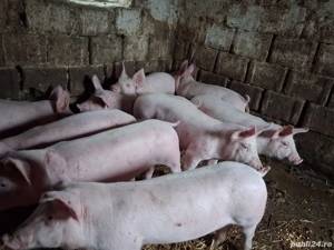 Vand purcei rasa de carne  - imagine 2