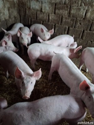 Vand purcei rasa de carne  - imagine 4