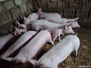 Vand purcei rasa de carne  - imagine 3