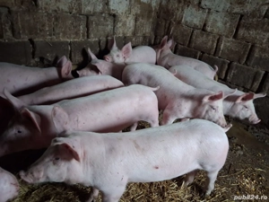 Vand purcei rasa de carne 