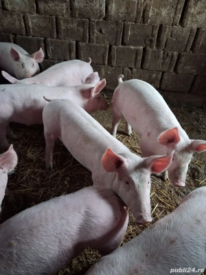 Vand purcei rasa de carne  - imagine 5