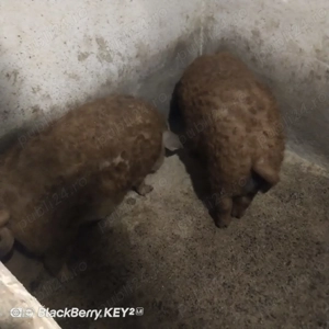 Porci de vanzare - imagine 2