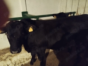 Porci de vanzare - imagine 5