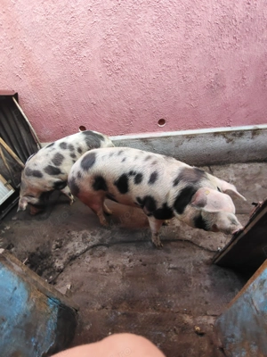 Vand porc pt craciun - imagine 2