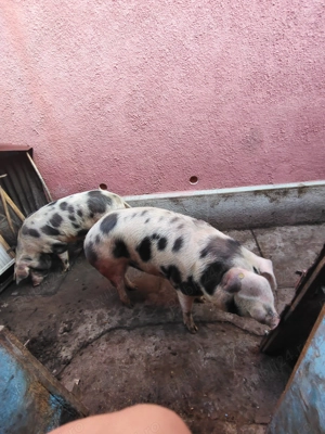 Vand porc pt craciun