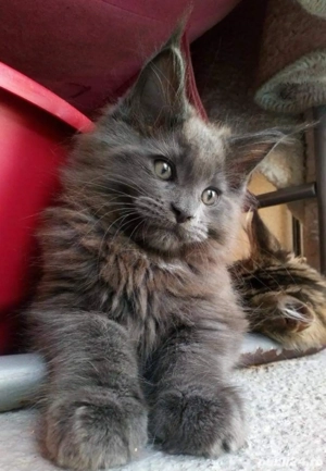 Maine Coon blue  - imagine 3