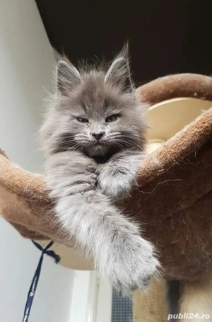 Maine Coon blue  - imagine 4