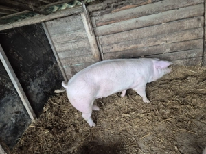 Porci de vanzare 90-100kg 