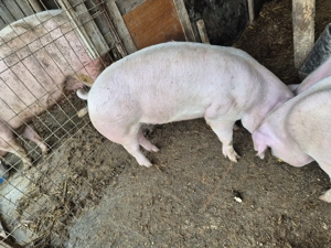 Porci de vanzare 90-100kg  - imagine 4