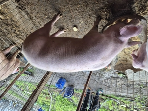 Porci de vanzare 90-100kg  - imagine 3