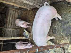 Porci de vanzare 90-100kg  - imagine 2