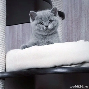 British Shorthair blue 