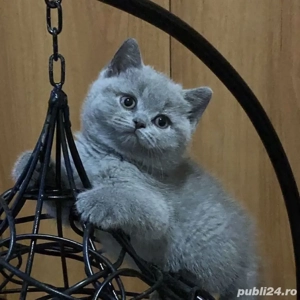 British Shorthair blue  - imagine 3