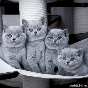 British Shorthair blue  - imagine 2