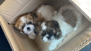 Vând 2 femele rasa Shihtzu 