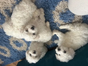 Bichon maltez 6 saptamani