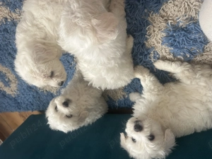 Bichon maltez 6 saptamani - imagine 2