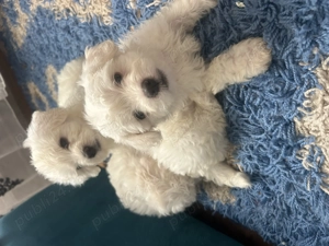 Bichon maltez 6 saptamani - imagine 3