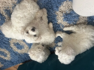 Bichon maltez 6 saptamani - imagine 4