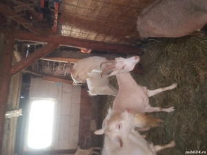 vand capte foarte bune 